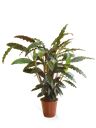 Pianta di calathea
