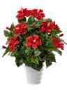 Pianta di hibiscus
