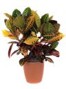Pianta di croton