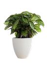Pianta di di Calathea piccola