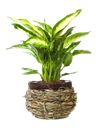 Pianta di Dieffenbachia