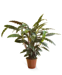 Pianta di calathea