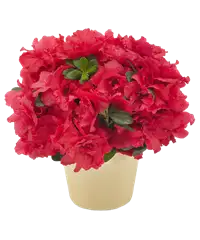Pianta di azalea