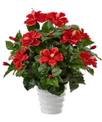 Pianta di hibiscus