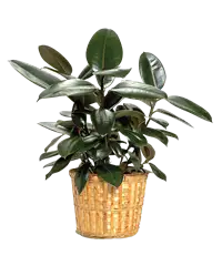Pianta di ficus