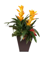 Pianta di guzmania