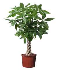 Pianta di